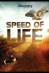 Speed Of Life